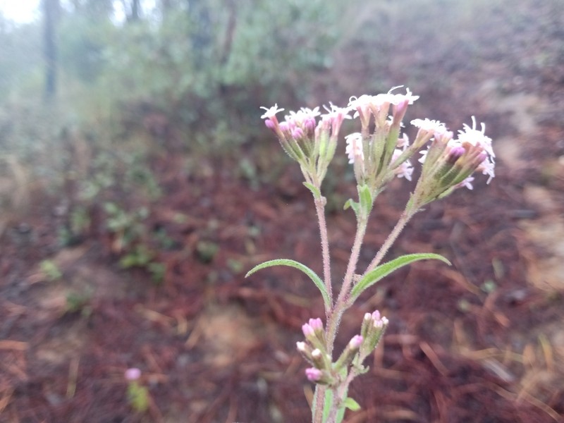 Stevia purpusii