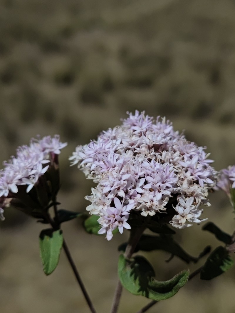 Stevia purpusii photo 2
