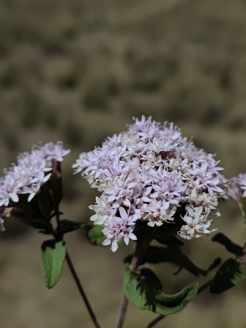 Stevia purpusii photo 5