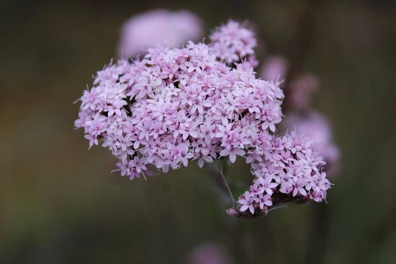 Stevia purpusii photo 6