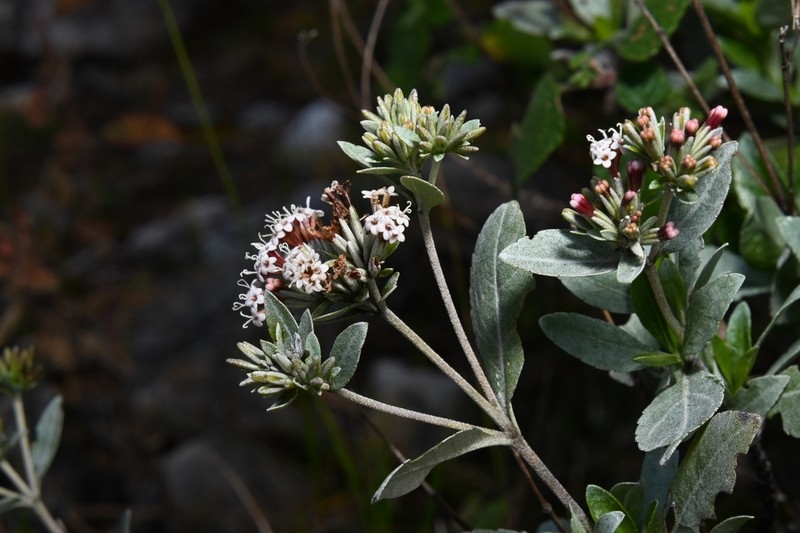Stevia pyrolifolia