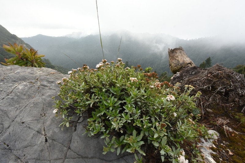 Stevia pyrolifolia photo 2