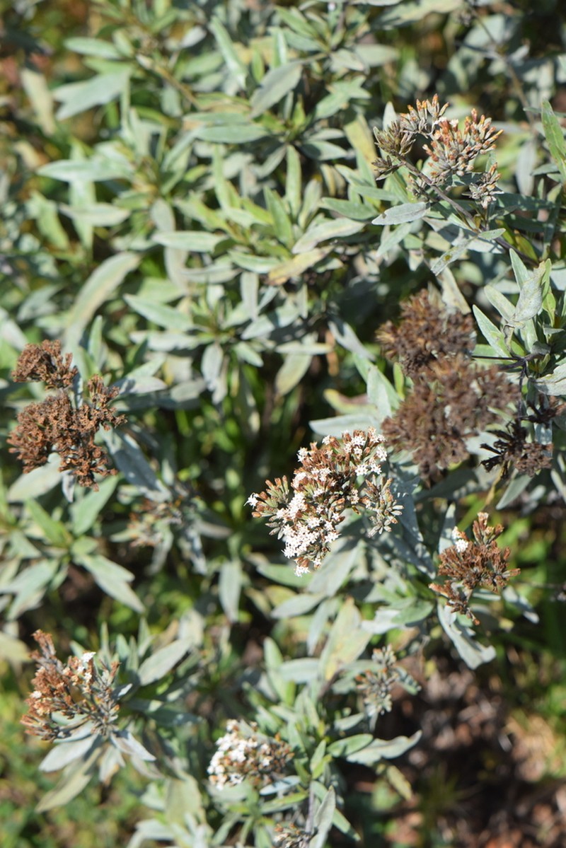 Stevia pyrolifolia photo 4