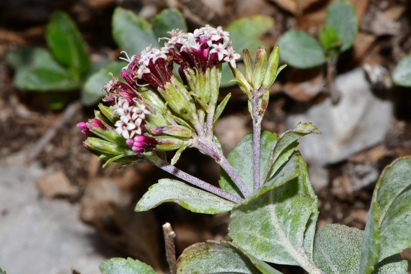 Stevia pyrolifolia photo 5