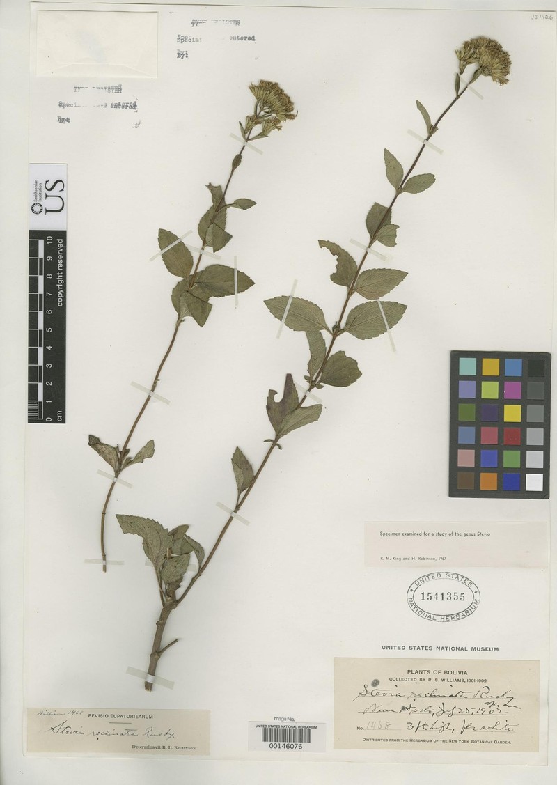 Stevia reclinata