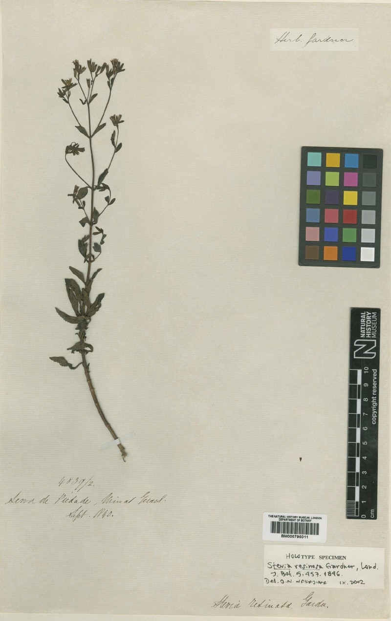 Stevia resinosa