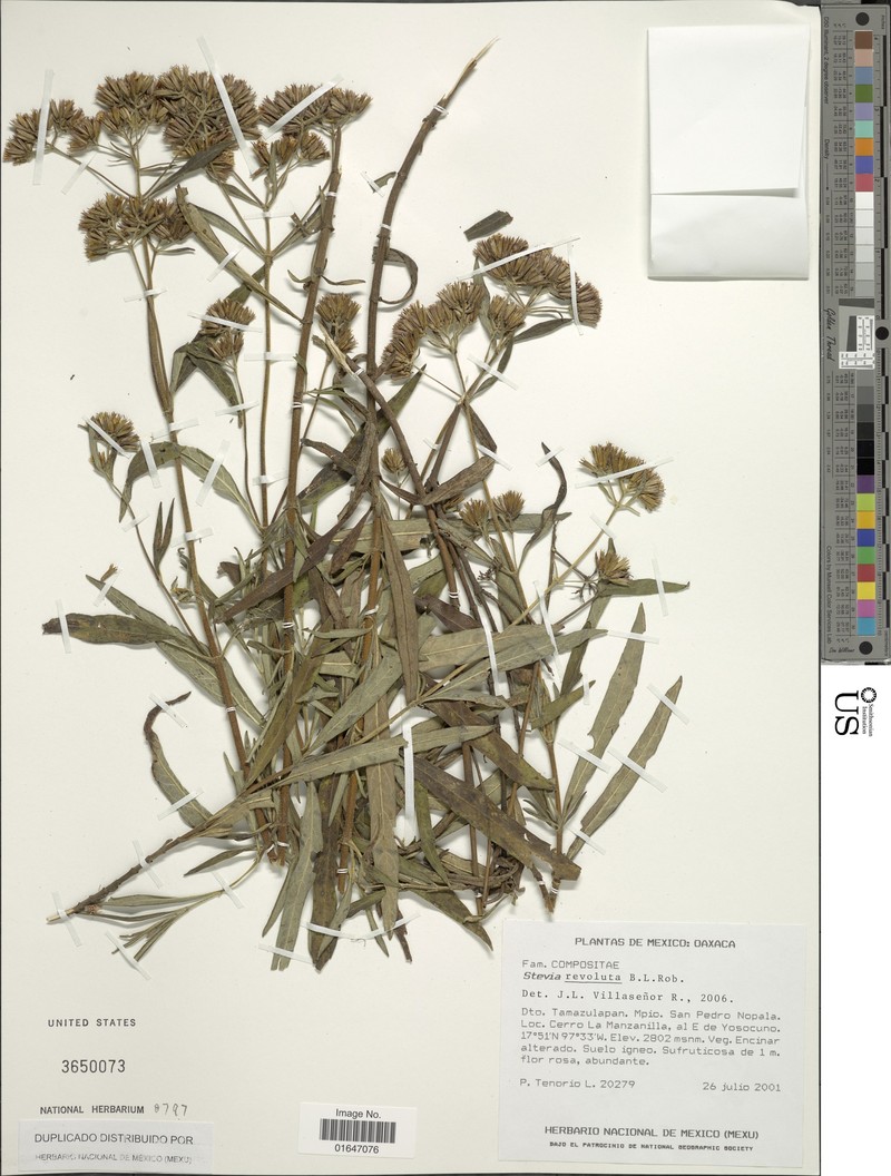 Stevia revoluta