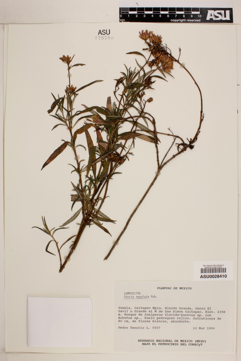 Stevia revoluta photo 2