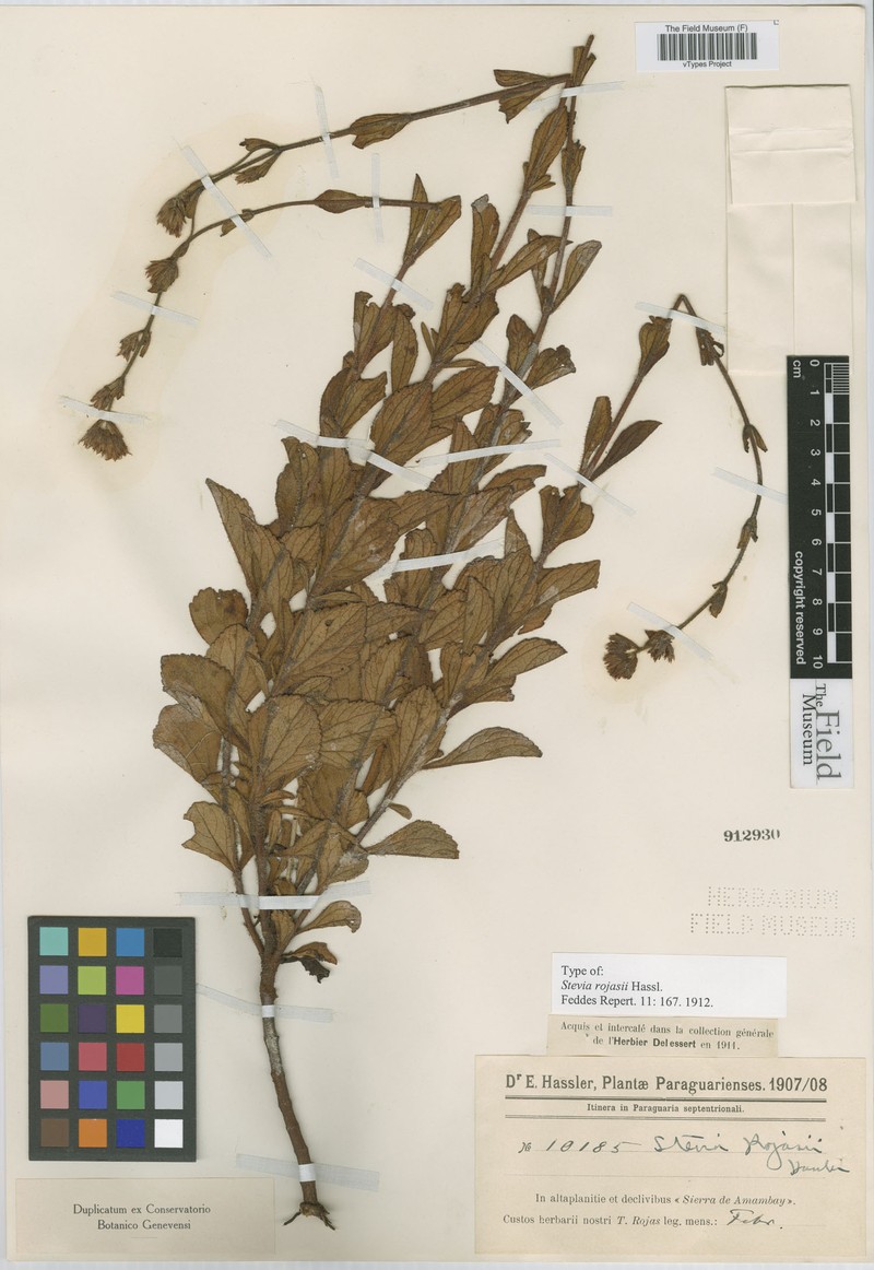 Stevia rojasii