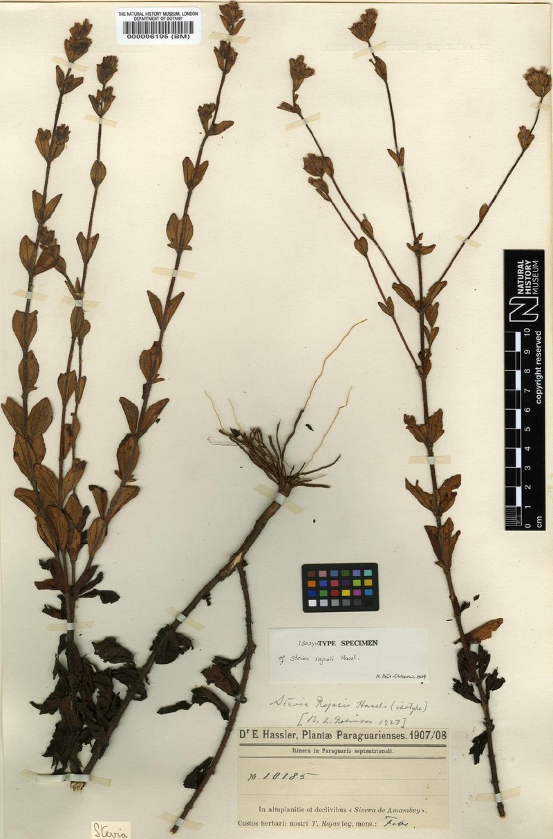 Stevia rojasii photo 2