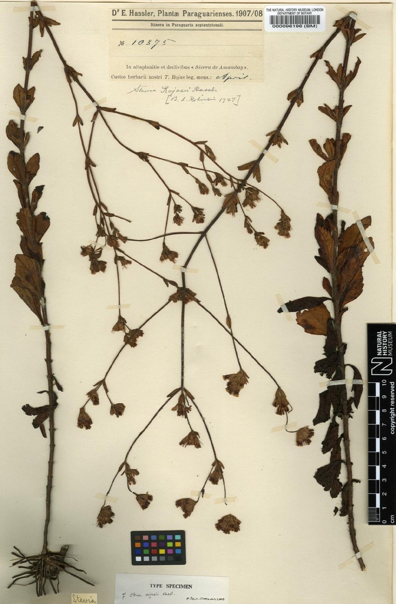 Stevia rojasii photo 3