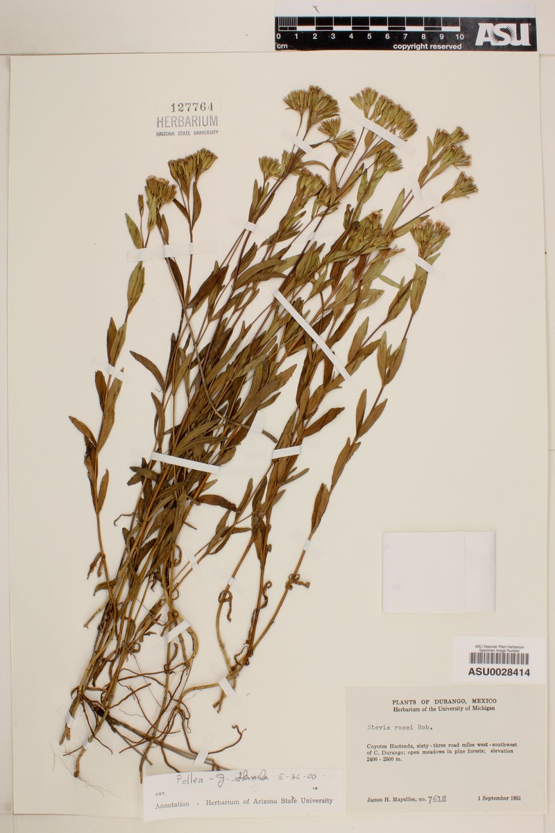 Stevia rosei