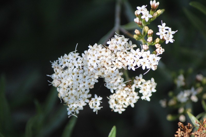 Willowleaf Candyleaf