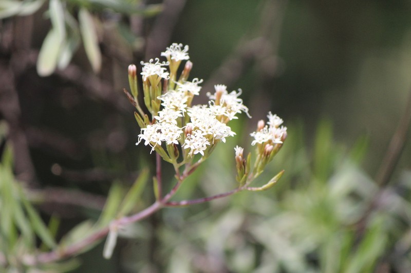 Willowleaf Candyleaf photo 2