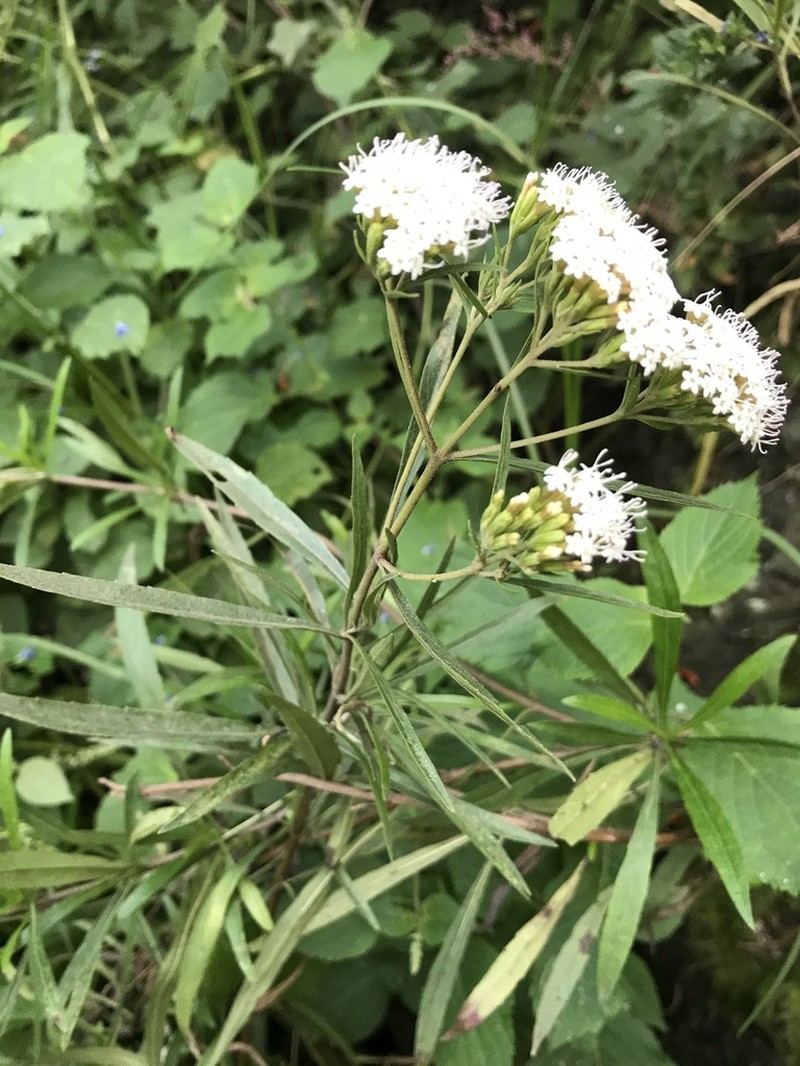 Willowleaf Candyleaf photo 3