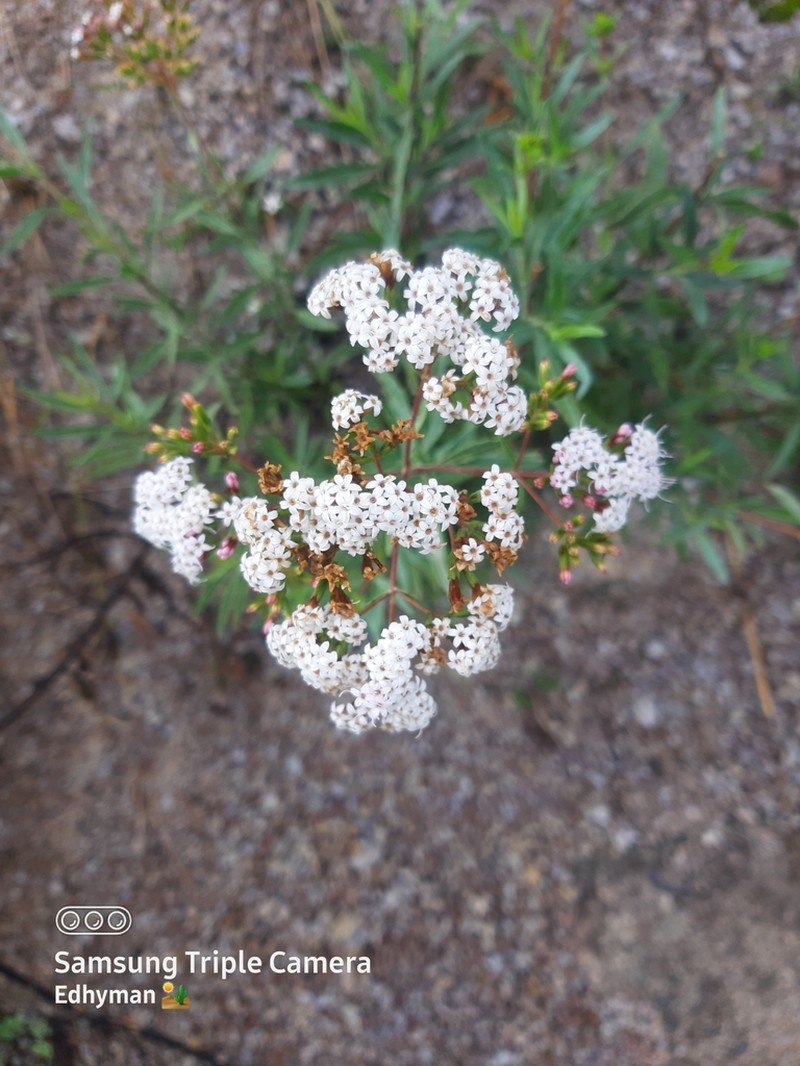Willowleaf Candyleaf photo 4