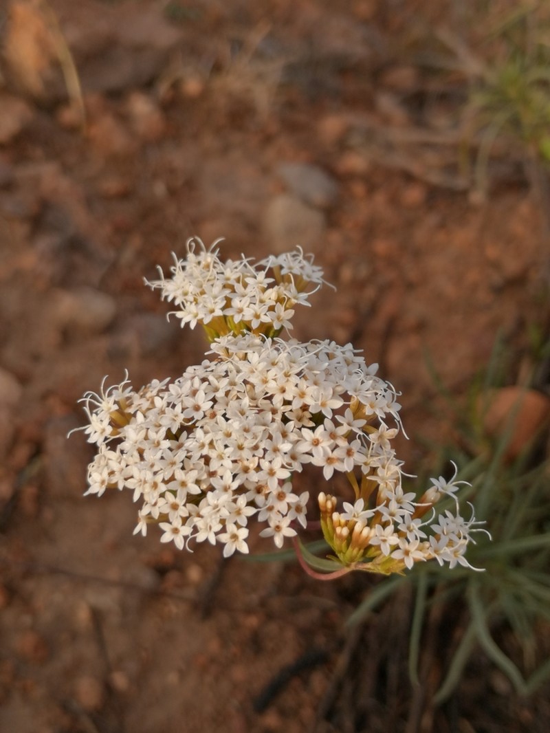 Willowleaf Candyleaf photo 6