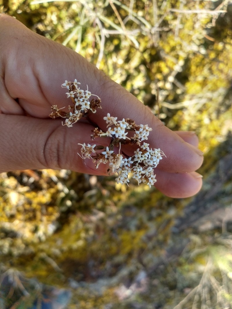 Willowleaf Candyleaf photo 7