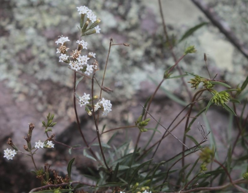 Willowleaf Candyleaf photo 8