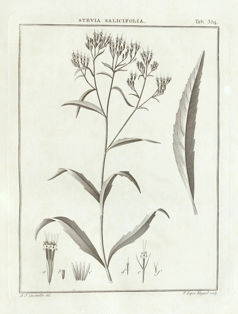Willowleaf Candyleaf