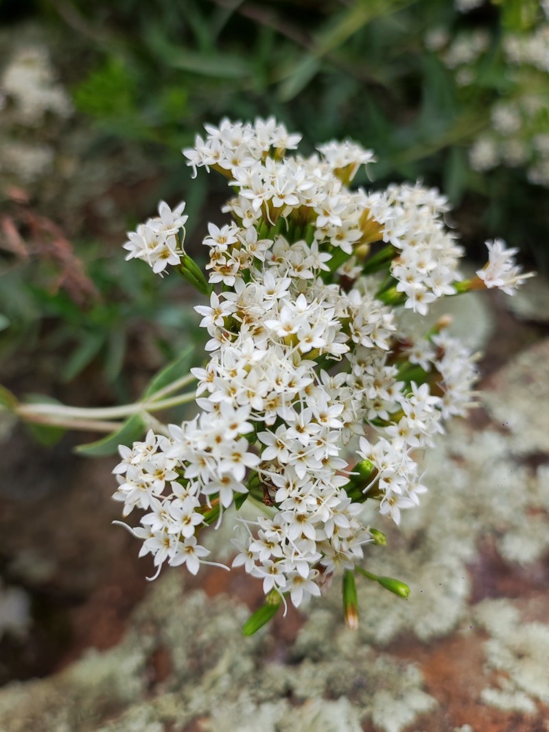 Stevia salicifolia var. collodes
