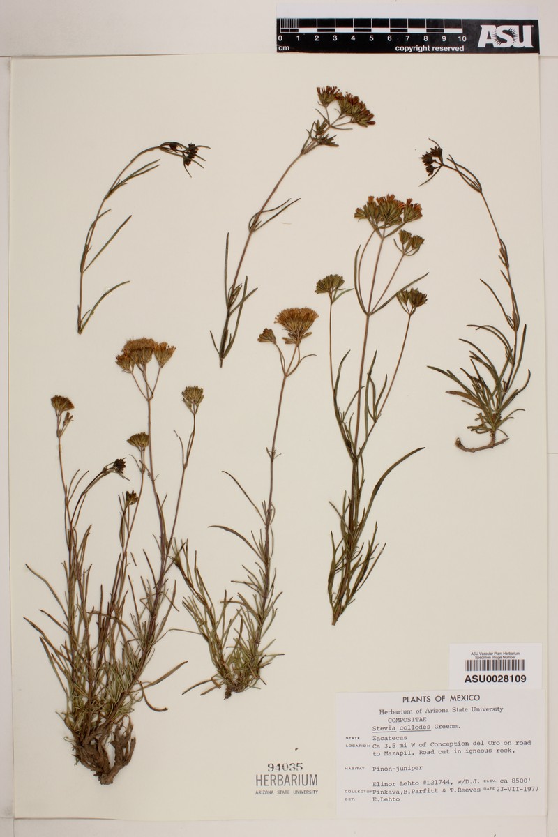 Stevia salicifolia var. collodes photo 2