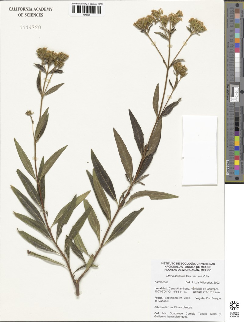 Stevia salicifolia var. salicifolia