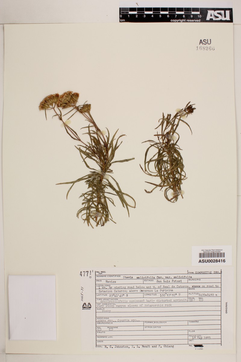 Stevia salicifolia var. salicifolia photo 2