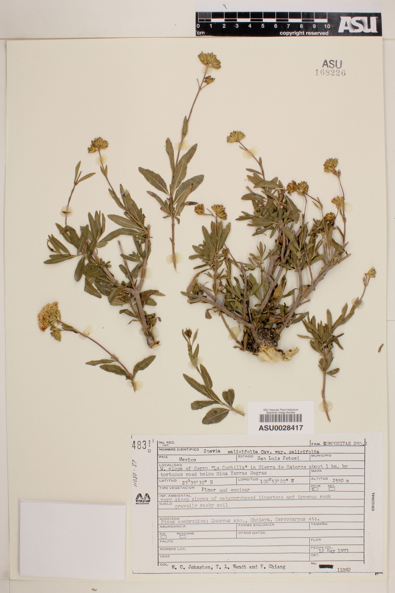 Stevia salicifolia var. salicifolia photo 3