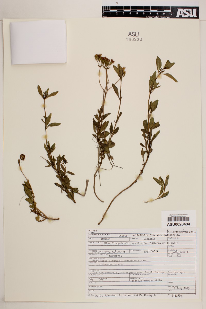 Stevia salicifolia var. salicifolia photo 4