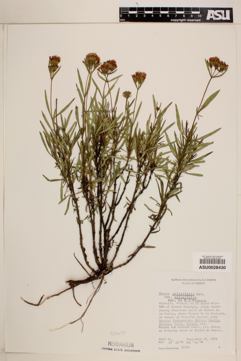 Stevia salicifolia var. salicifolia photo 5