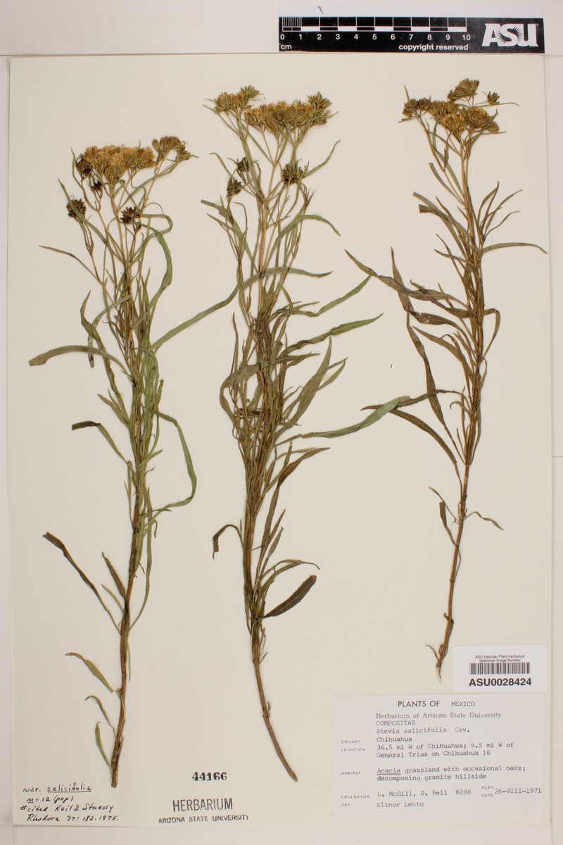 Stevia salicifolia var. salicifolia photo 6