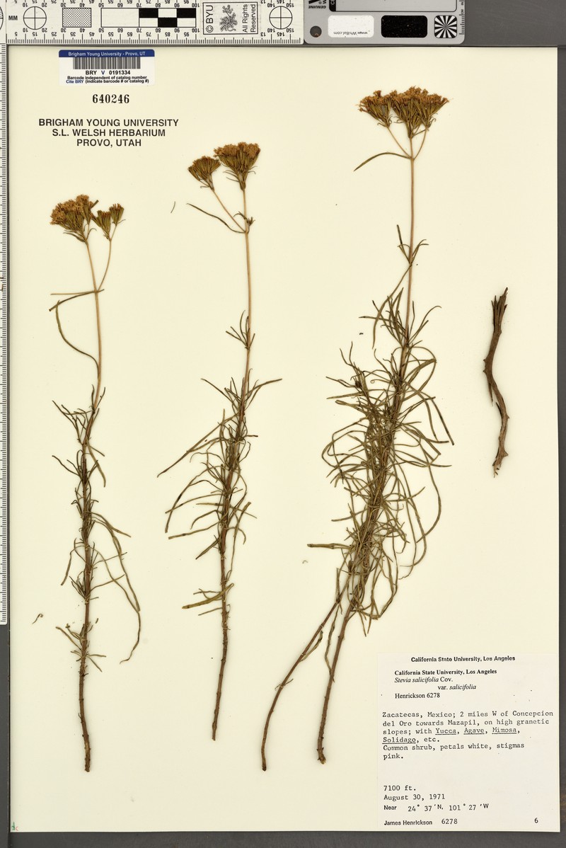 Stevia salicifolia var. salicifolia photo 7
