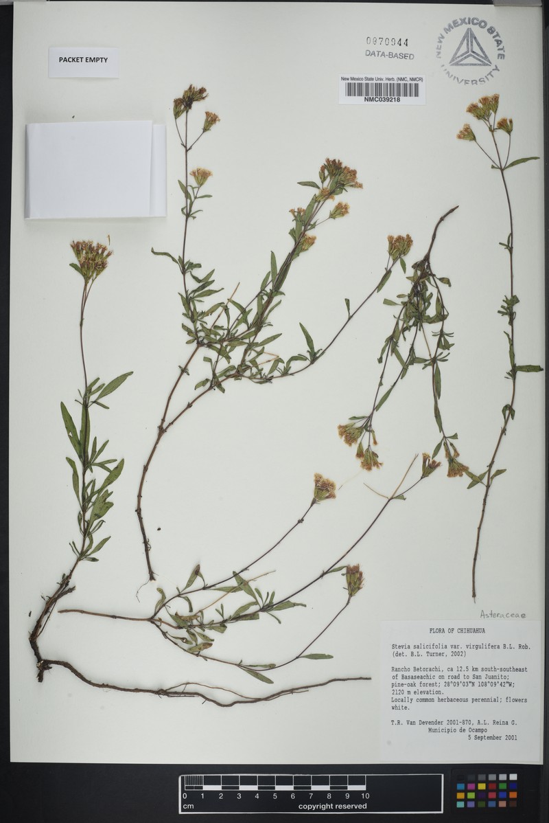 Stevia salicifolia var. virgulifera