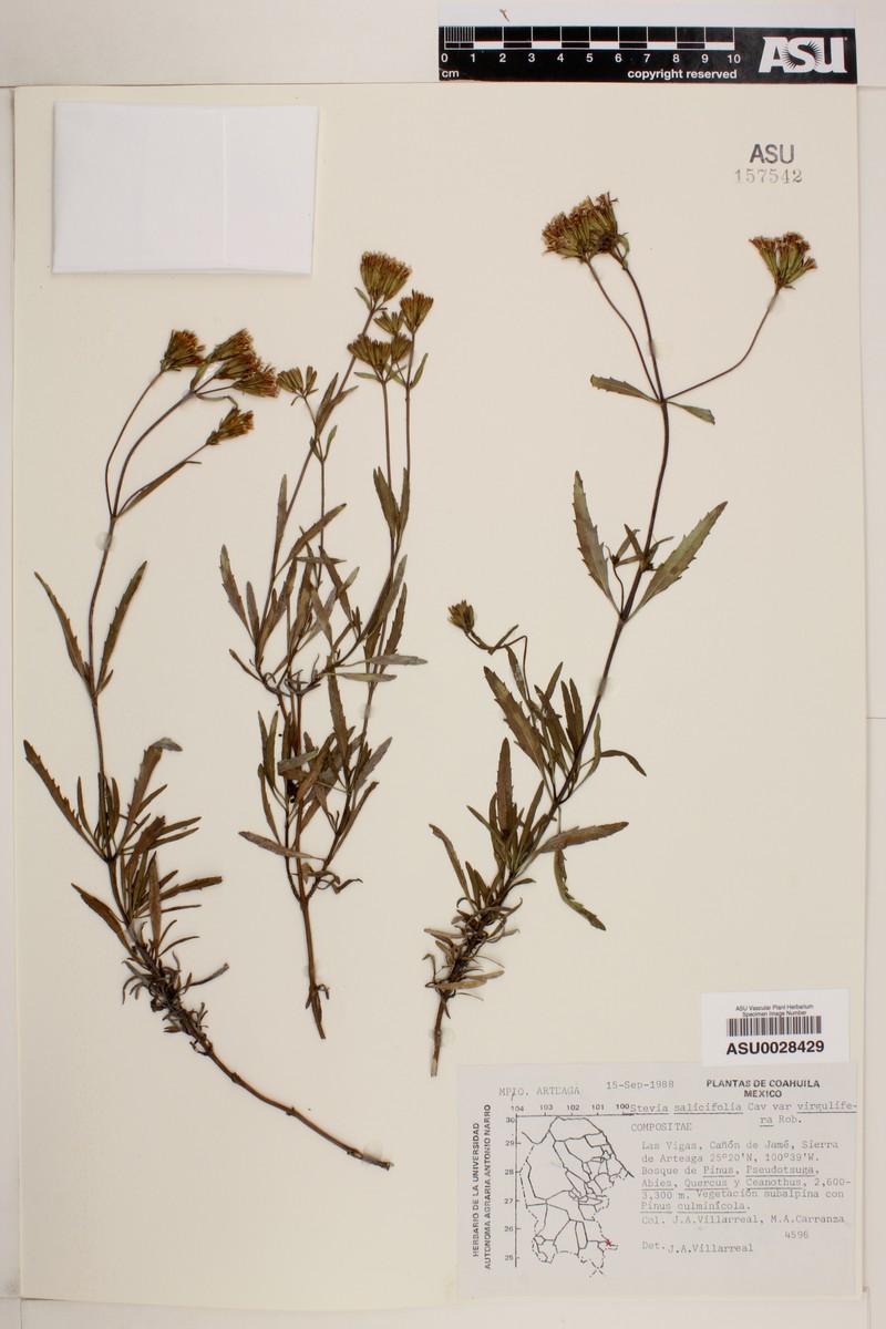Stevia salicifolia var. virgulifera photo 2