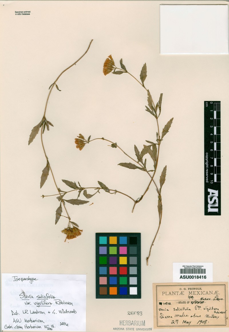 Stevia salicifolia var. virgulifera photo 3