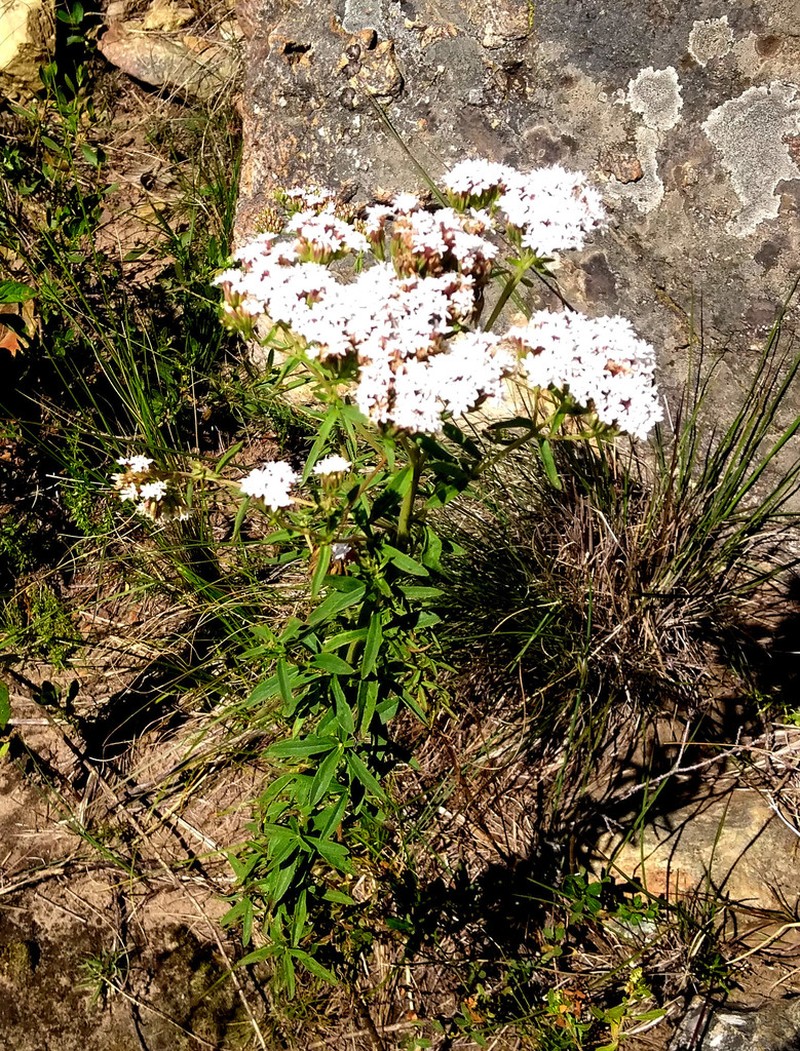 Stevia samaipatensis
