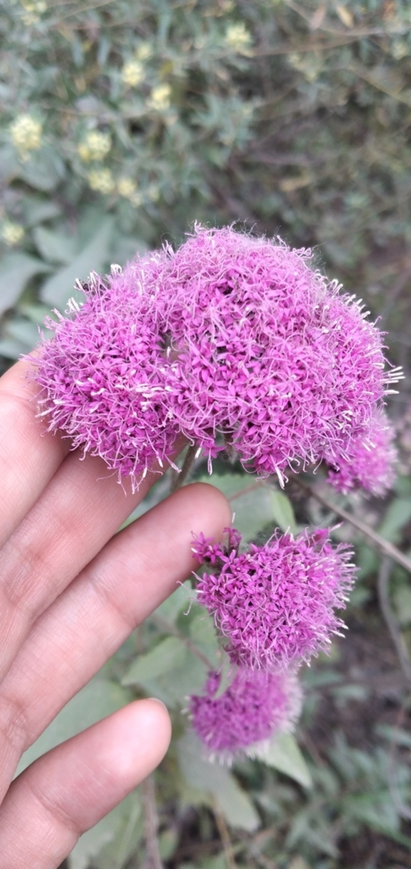 Stevia sanguinea