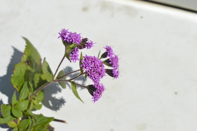 Stevia sanguinea photo 2