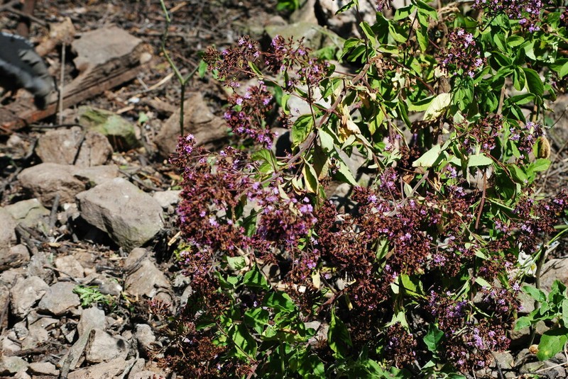 Stevia sanguinea photo 3
