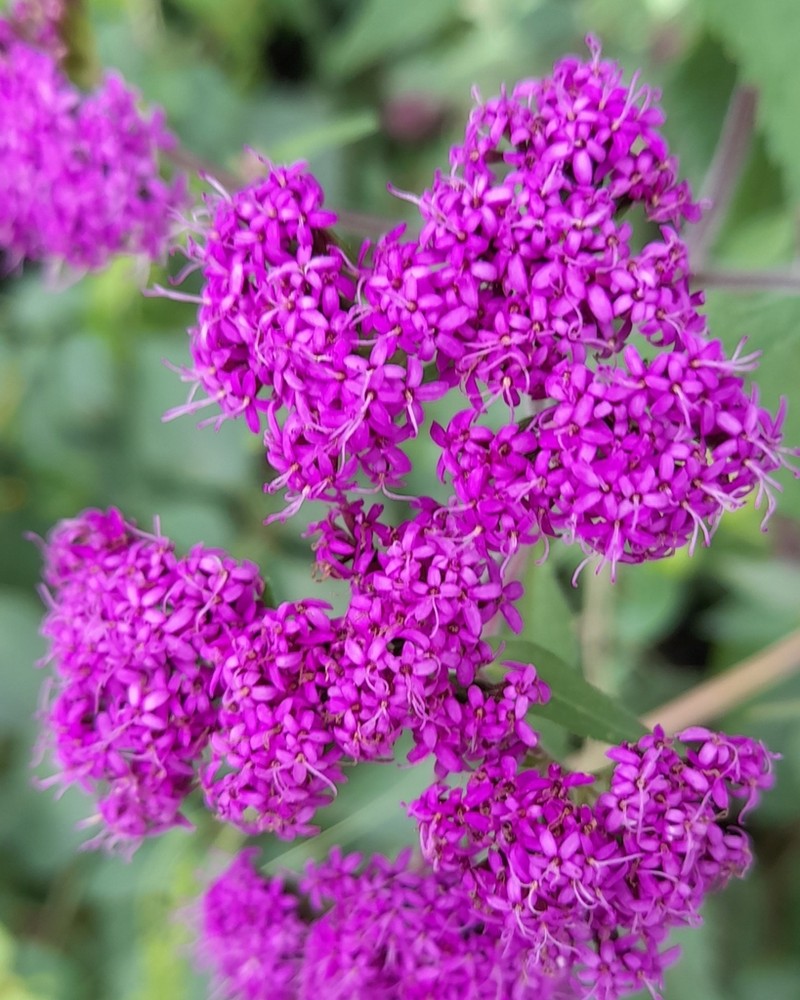 Stevia sanguinea photo 4