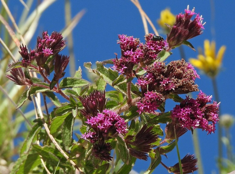 Stevia sanguinea photo 5