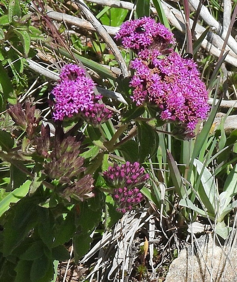 Stevia sanguinea photo 6