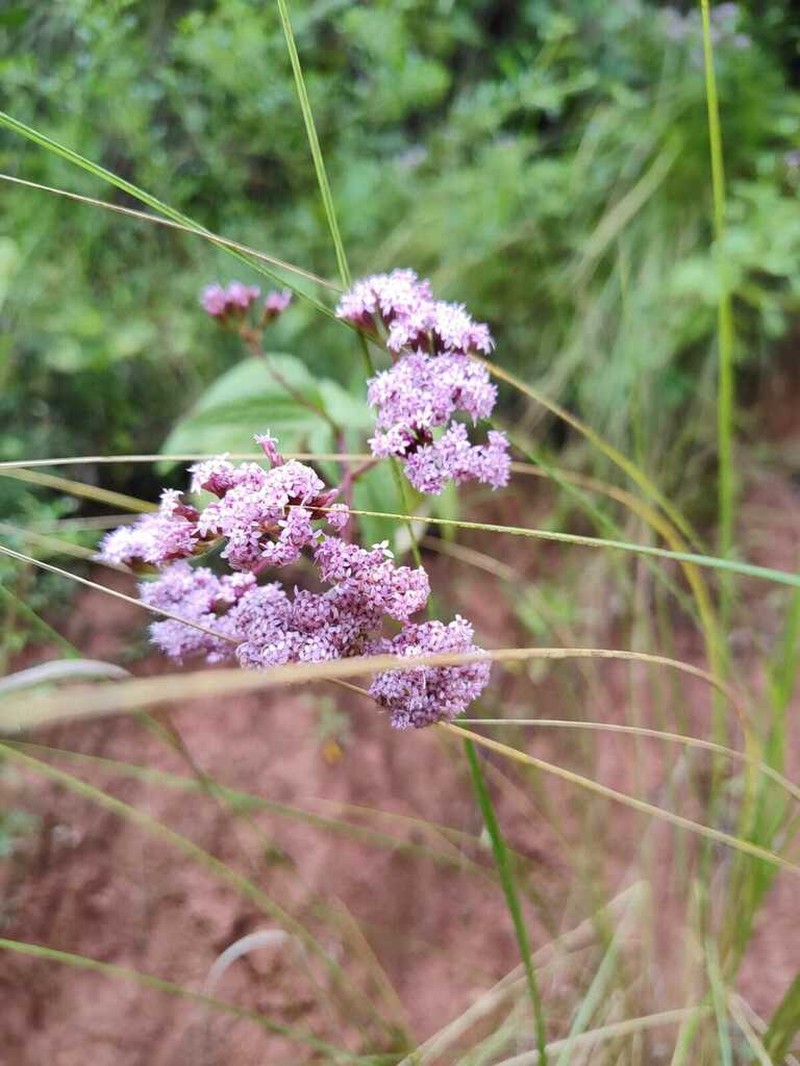 Stevia sanguinea photo 7