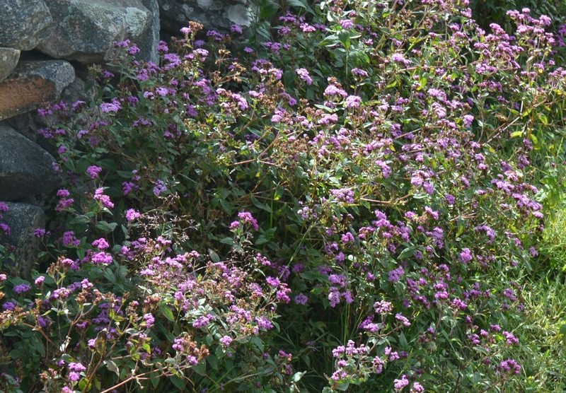 Stevia sanguinea photo 8