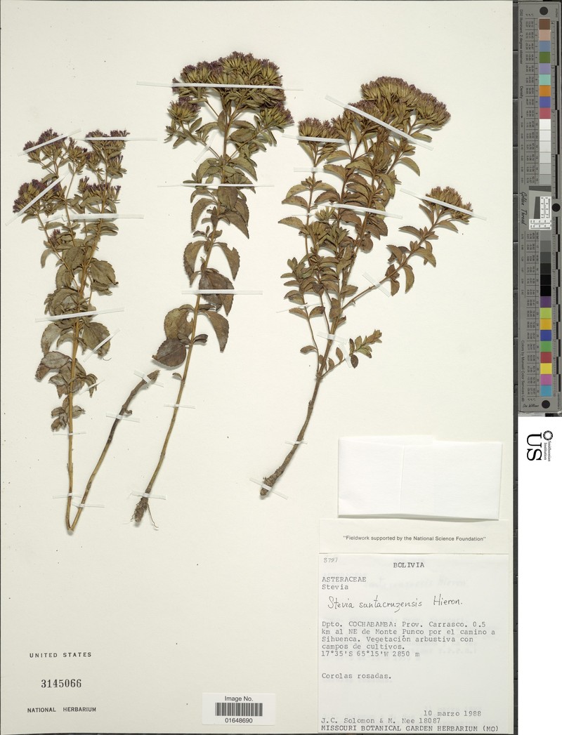 Stevia santacruzensis