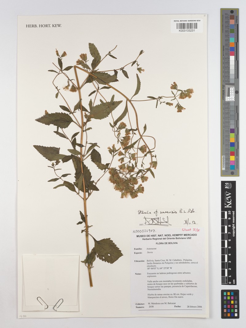 Stevia sarensis