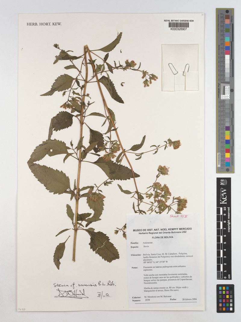 Stevia sarensis photo 2