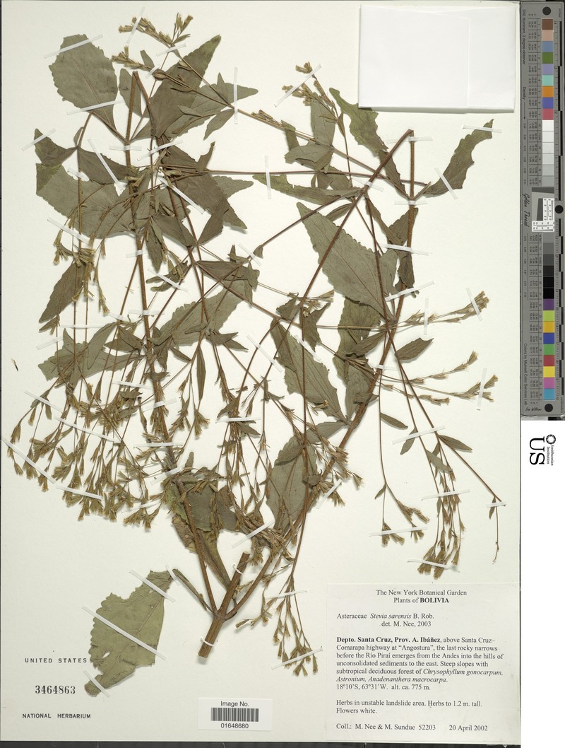 Stevia sarensis photo 3