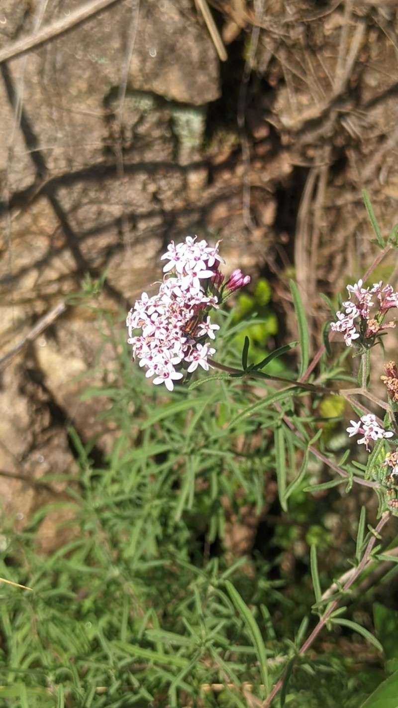 Stevia satureiifolia photo 2